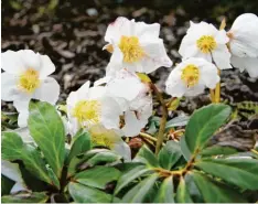  ?? Foto: Hilke Segbers, dpa ?? Eine zarte Schönheit, die jetzt im Winter blüht: die Christrose. Gut eingewachs­ene Pflanzen sind winterhart und blühen jedes Jahr wieder.