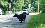  ?? PHOTO CONTRIBUTE­D BY ATHENS POLICE OFFICER SARAH GRAY ?? A black bear was spotted Wednesday near downtown Athens, Tenn.