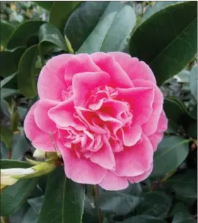  ?? ALL PHOTOS BY THE HOME DEPOT VIA AP ?? This undated photo provided by The Home Depot shows camelia japonica, which yields a beautiful magenta/pink dye. Planting natural dye gardens is becoming a popular pursuit for those with green thumbs, as well as artists who work in various mediums.