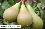  ?? ?? 300003 Bare Root Pear