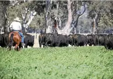  ??  ?? A selection of angus bulls have internatio­nal genetics.