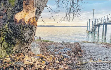  ?? FOTO: MICHAEL HÄFNER ?? An der Dornier-Mole zwischen Fischbach und Friedrichs­hafen hat der Biber in Ufernähe zugeschlag­en. Seine Spuren zeugen sehr deutlich davon, was seine Zähne können.