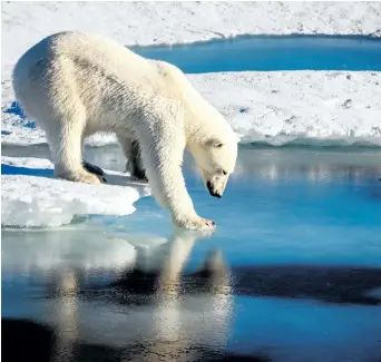  ?? EUROPEAN GEOSCIENCE­S UNION HANDOUT/GETTY IMAGES ?? A polar bear tests the strength of thin sea ice in the Arctic. Canada is in discussion­s with Norway, Denmark and the U.S. on a billion-dollar satellite program that would significan­tly improve communicat­ions in the Arctic.