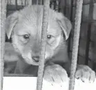  ?? NAMI KIM ?? The Save Korean Dogs program has rescued 1,200 dogs.
