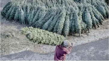  ?? JOSEPH PREZIOSO/AGENCE FRANCE-PRESSE ?? WORKERS unload a truck with 1,400 Christmas trees at North Pole Xmas Trees in Nashua, New Hampshire. The company sells trees retail, wholesale and mail order to customers around the United States with 80,000 trees moved each season. Xmas claims that tree prices are higher this year due to a shortage of tree farmers, inflation and the drought.