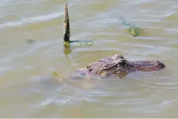  ?? Staff photo by Joshua Boucher ?? Garland City, Ark., officials say a population of alligators has been thriving in the city’s sewer ponds and the reptiles don’t seem to mind the smell.