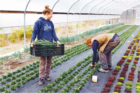  ?? Associated Press ?? ■ Janet Aardema harvests spring onions while her husband Dan Gagnon checks on another crop in one of their hoop houses at BroadFork Farms in Moseley, Va. The couple is entering their 12th growing season on the farm.