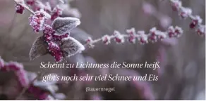  ??  ?? (Bauernrege­l Scheint zu Lichtmess die Sonne heiß, gibt‘s noch sehr viel Schnee und Eis