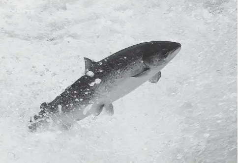  ?? TOM MOFFATT, ATLANTIC SALMON FEDERATION / THE CANADIAN PRESS ?? A wild salmon in Newfoundla­nd. The province’s salmon population has declined by 45 per cent since 2015, according to a recent report.