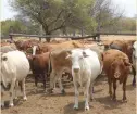  ??  ?? CATTLE: Destined to be quarantine­d at Nokaneng Animal Inseminati­on Centre