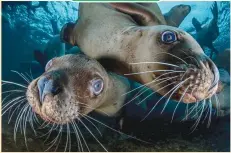  ??  ?? STEVE WOODS/NATIONAL GEOGRAPHIC Two Steller sea lions inspect a camera while playing with scuba divers off Vancouver Island, British Columbia, Canada. The carnivorou­s mammals can grow up to 1.2 tons, and they flock to the area in the winter to feed on...