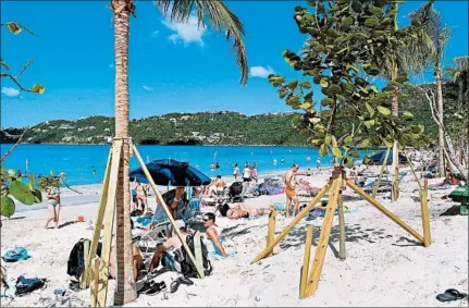  ??  ?? With newly planted trees reinforced by wood supports, the beach at St. Thomas’ Magens Bay — stripped by the hurricanes — is recovering.