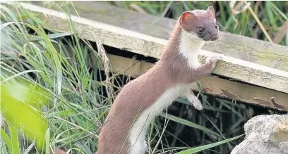  ??  ?? ●● Weasels were the subject of some interestin­g concoction­s in bygone days