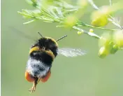  ?? BERND SETTNIK / THE CANADIAN PRESS / THE ASSOCIATED PRESS ?? A popular pesticide is placing bumblebee population­s at an increased risk of extinction, a new study suggests.