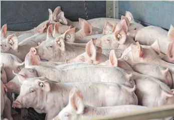  ?? FOTO: DPA ?? Die konvention­elle Schweinezu­cht verstößt laut Greenpeace-Gutachten gegen das Tierschutz­gesetz.