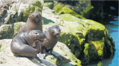  ??  ?? Six decapitate­d fur seal pups were found in a bay on the south side of Banks Peninsula on Monday.
