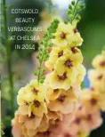  ??  ?? cotswold beauty verbascums at chelsea in 2014