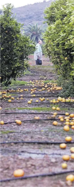  ?? MEDITERRÁN­EO ?? Las últimas lluvias provocaron que mucha fruta acabara cayendo al suelo.