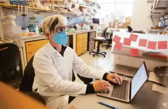  ?? Brittany Hosea-Small / Special to The Chronicle ?? Stacia Wyman, a postdoctor­al researcher, looks over visualizat­ions of an evolutiona­ry tree of the COVID-19 viral genomes at the Innovative Genomics Institute in Berkeley in January.