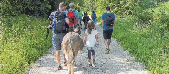  ?? FOTOS: STEIDLE ?? Bei der Eselwander­ung: Die Tiere können mitunter einfach stehen bleiben. Doch sie sind auch gute Begleiter bei der Tour rund um das Naturreser­vatMünsing­er Beutenlay.