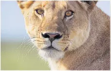 ??  ?? DISRUPTED Weather changes Kenyan lions’ roaming patterns