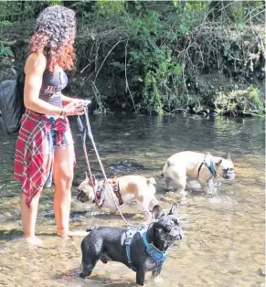  ??  ?? Members of the South Wales French Bulldog Meet Up Group at Bryngarw Country Park