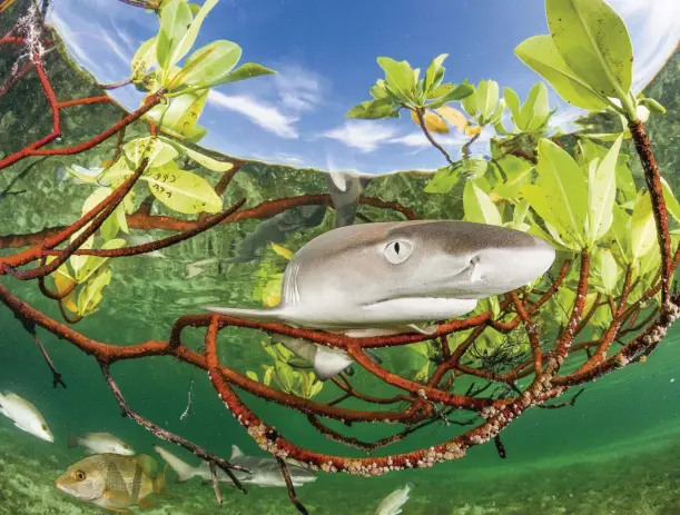  ??  ?? Above: mangroves provide plenty of shelter for young lemon sharks. Their slow growth rate means they spend their first years of life as potential prey for a multitude of other species.