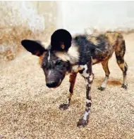  ?? ?? En route to a safer home: the lioness named Flori and Zair, an African wild dog