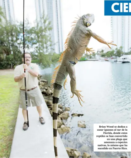 ??  ?? Brian Wood se dedica a cazar iguanas al sur de la Florida, donde estos reptiles se han convertido en una plaga que amenaza a especies nativas, lo mismo que ha sucedido en Puerto Rico.
