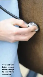  ??  ?? Your vet will listen to your horse’s lungs to see if he’s wheezing