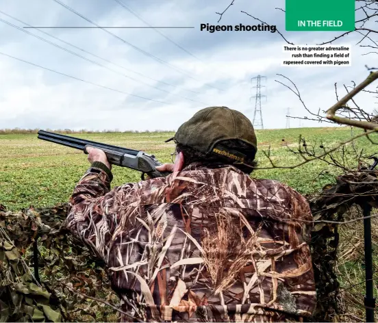  ?? ?? There is no greater adrenaline rush than finding a field of rapeseed covered with pigeon