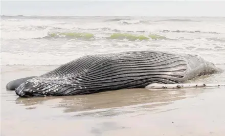  ?? Wayne Parry / Associated Press ?? The body of a humpback whale lies on a beach in Brigantine, N.J., after it washed ashore on Jan. 13. The Marine Mammal Commission said Tuesday there is no evidence linking offshore wind activities with recent whale deaths.