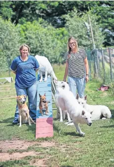 Wenn Herrchen Den Hund Nicht Versteht Pressreader