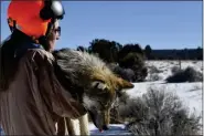  ?? MEXICAN WOLF INTERAGENC­Y FIELD TEAM VIA AP ?? This Jan. 27, 2023 image provided by the Mexican Wolf Interagenc­y Field Team shows Grace Dougan, a U.S. Fish and Wildlife Service volunteer, carrying a sedated wolf during the agency’s annual survey near Aragon, N.M. A team conducts a health check and attaches a collar to the wolf before releasing it back into the wild. The agency released the survey results Tuesday, Feb. 28, 2023, saying there are at least 241 wolves in the wild in New Mexico and Arizona.