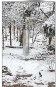  ?? (Courtesy Photo) ?? Jon Walker, owner of The Farm Campground near Eureka Springs, swears that a silver monolith appeared on his property Sunday and had disappeare­d by Thursday morning.