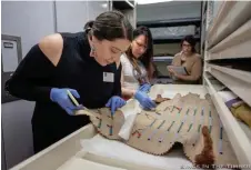  ??  ?? 1. B. Yellowtail, curator Nina Sanders, and exhibition developer Meredith Whitfield looking at Apsáalooke beadwork at the Field Museum in February 2019. Photo courtesy Adam Sings In the Timber. 2. Del Curfman (Apsáalooke), Baté Pride, oil on birch board 1