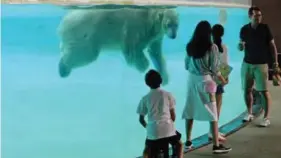  ??  ?? Polar bear Inuka, 26, swimming inside its enclosure at the Singapore Zoo. — AFP photos