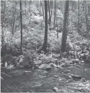  ?? STAFF FILE PHOTO BY BEN BENTON ?? Conservati­onists say trees along the stream include massive hemlocks, beech trees, mountain laurel and rhododendr­on, as well as many other hardwoods, such as oak, maple and hickory.