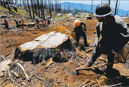  ?? Photograph­s by Gary Coronado Los Angeles Times ?? A CREW working near the stump of an incense cedar plants sequoia seedlings in the Save the Redwoods League’s Alder Creek Grove.