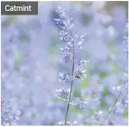  ??  ?? Catmint