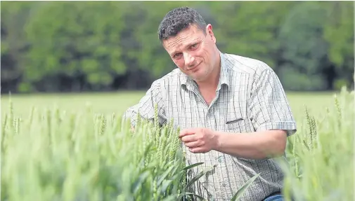  ?? Picture: Kris Miller. ?? Alistair Hodnett in a field of wheat at Balmydown Farm on the outskirts of Dundee.