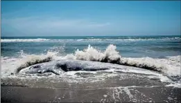  ?? Justin Sullivan Getty Images ?? A GRAY whale carcass found Thursday near Limantour Beach at Drakes Bay.