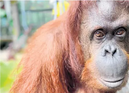  ?? Photo / AP ?? Sandra, who spent 25 years at the Buenos Aires Zoo, is legally not an animal, but a non-human person.