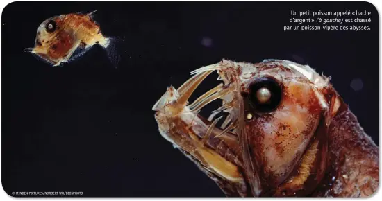  ??  ?? Un petit poisson appelé « hache d’argent » (à gauche) est chassé par un poisson-vipère des abysses. © MINDEN PICTURES/NORBERT WU/BIOSPHOTO