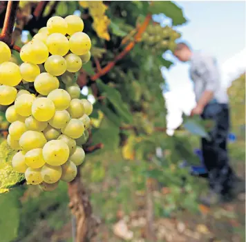  ??  ?? Harvesting grapes for our booming wine industry: England now has more vines than at any time since the dissolutio­n of the monasterie­s