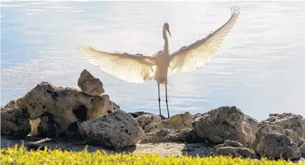  ??  ?? A great egret lands and spreads its wings along the shores of the lake at Cranes Roost Park in Altamonte Springs.