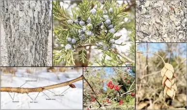  ?? Photograph submitted ?? Eric Fuselier, environmen­tal scientist, is scheduled to speak on winter botany at Hobbs State Park Conservati­on Area at 2 p.m. Sunday Jan. 26.