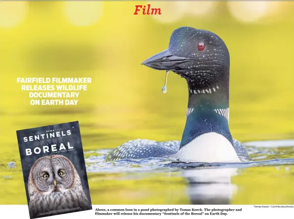  ?? Tomas Koeck / Contribute­d photos ?? Above, a common loon in a pond photograph­ed by Tomas Koeck. The photograph­er and filmmaker will release his documentar­y “Sentinels of the Boreal” on Earth Day.