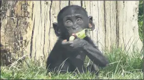  ??  ?? Twycross Zoo under lockdown. Staff have been furloughed and only the essential keepers are on hand to look after the animals.
Zoo Curator Neil Dorman says that animals such as the chimpanzee­s and apes are missing the visitors and interactio­n they have with them.