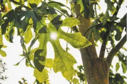  ?? Michael Short / Special to The Chronicle ?? Sun shines through the leaves of an Illawarra flame tree from Australia that will be part of the landscapin­g high atop the transit center.